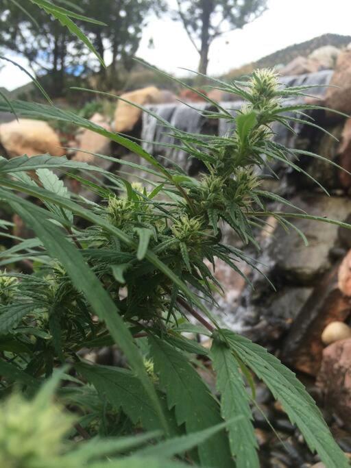 420 Loft Lägenhet Glenwood Springs Exteriör bild